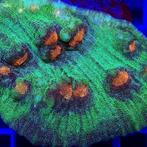 Chalice / Mycedium Elephantotus Rood (Groen / Oranje) Frag (, Ophalen of Verzenden, Nieuw