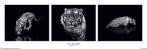 Poster Marina Cano Into the Dark 91,5x30,5cm, Verzenden, Nieuw, A1 t/m A3