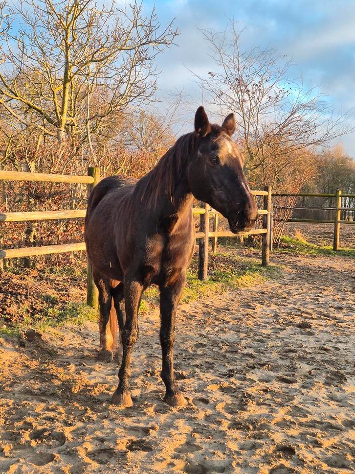 Paardenrusthuis Hoeve 3 Ambachten, Diensten en Vakmensen, Dieren | Paarden | Verzorging, Oppas en Les, Stalling of Weidegang