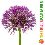 The Bulb Farmers - 80 x Allium Purple Rain - paars, Tuin en Terras, Bloembollen en Zaden, Verzenden, Najaar, Volle zon, Bloembol