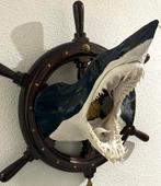 Grote kop van een mako-haai met roer. Taxidermie, Antiek en Kunst