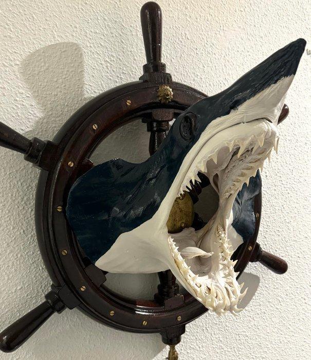 Grote kop van een mako-haai met roer. Taxidermie, Antiek en Kunst, Curiosa en Brocante
