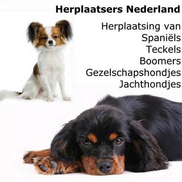 Wilt u of moet u uw hondje herplaatsen? Wij kunnen u helpen! beschikbaar voor biedingen