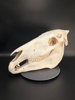 Burchell-zebra Schedel - Equus quagga burchellii - 27 cm -, Nieuw
