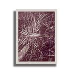 N. Magro -  Aubergine Clair (Birds of Paradise)