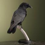 Zwarte kraai Taxidermie volledige montage - Corvus corone -, Nieuw