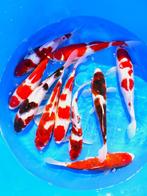 Hirasawa Marusei  32-40 cm (Japanse Koi), Dieren en Toebehoren, Vissen | Vijvervissen, Karper of Koi