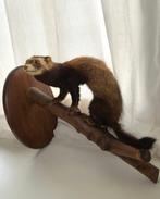 fret Taxidermie volledige montage - Mustela putorius furo -, Nieuw