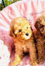 Bijzonder mooi mini maltipoo teefje, max volwassen 2-2.5 kg, Dieren en Toebehoren, Honden | Chihuahua's en Gezelschapshonden, Parvo