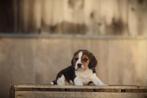 Knappe, gezonde Beagle pups,  geboren in België, Dieren en Toebehoren, Honden | Beagles, Bassets en Lopende honden, België, Beagle