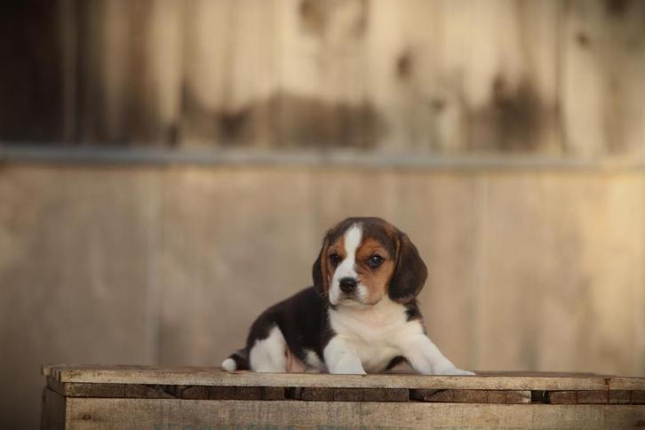 Knappe, gezonde Beagle pups,  geboren in België, Dieren en Toebehoren, Honden | Beagles, Bassets en Lopende honden, Meerdere, Meerdere dieren