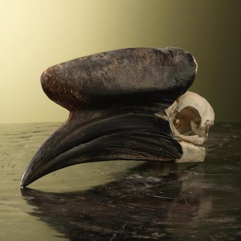 Neushoornvogel Schedel Taxidermie Opgezette Dieren By Max, Verzamelen, Dierenverzamelingen, Opgezet dier, Nieuw, Vogel, Ophalen of Verzenden