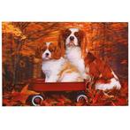 3d poster Cavelier King Charles Spaniels NIEUW, Ophalen of Verzenden, Nieuw