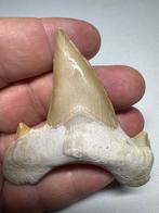 Haai - Fossiele tand - Otodus (Zonder Minimumprijs), Verzamelen
