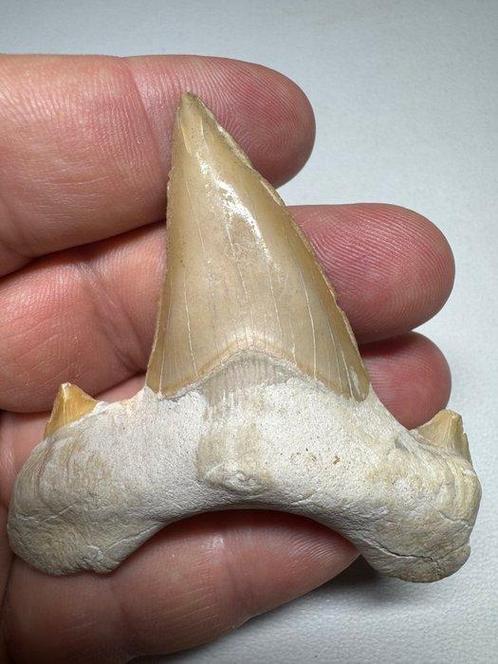 Haai - Fossiele tand - Otodus (Zonder Minimumprijs), Verzamelen, Mineralen en Fossielen