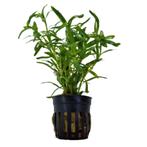 AQUAlook Heteranthera Zosterifolia | Sterrenkruid | in 5cm, Nieuw, Ophalen of Verzenden