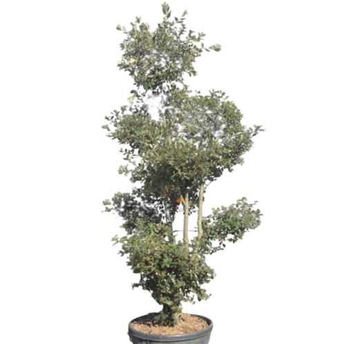 Steeneik - Quercus Ilex - Pom pon - Omtrek: 5-10 cm | Hoogte, Tuin en Terras, Planten | Bomen, Ophalen of Verzenden