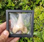 Haai - Fossiele tand - otudus - 7 cm (Zonder Minimumprijs)