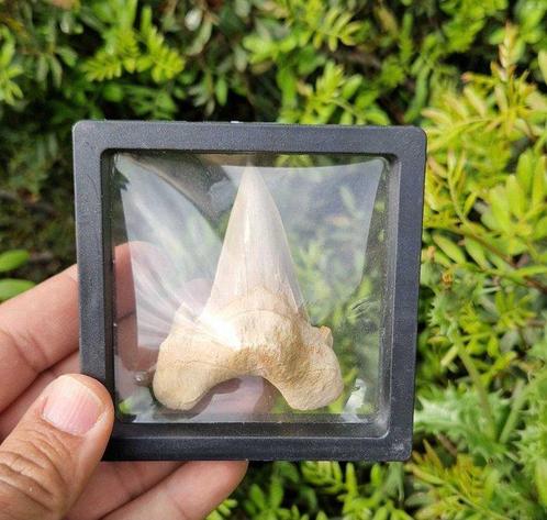Haai - Fossiele tand - otudus - 7 cm (Zonder Minimumprijs), Verzamelen, Mineralen en Fossielen