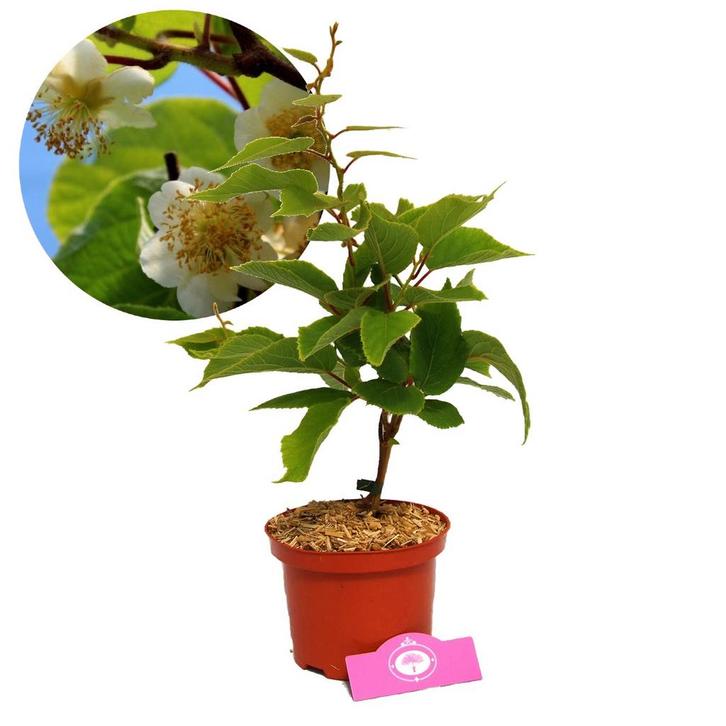 Mannelijke kiwi Actinidia deliciosa Atlas + Po, Tuin en Terras, Planten | Fruitbomen, Volle zon, Verzenden