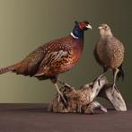 Fazant Koppel Taxidermie Opgezette Dieren By Max, Verzamelen, Dierenverzamelingen, Ophalen of Verzenden, Nieuw, Vogel, Opgezet dier