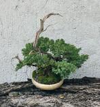Jeneverbes bonsai (Juniperus) - Hoogte (boom): 28 cm -