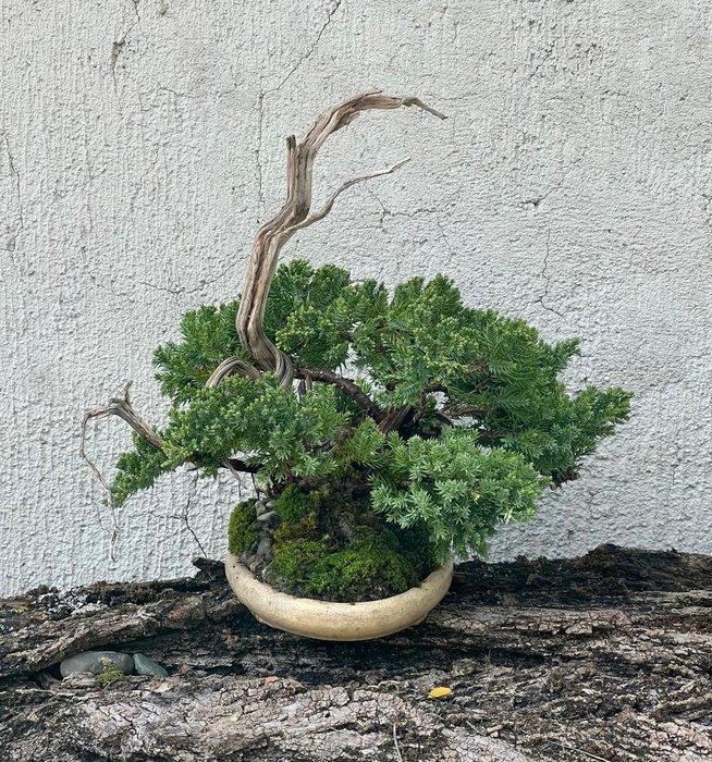 Jeneverbes bonsai (Juniperus) - Hoogte (boom): 28 cm -, Antiek en Kunst, Curiosa en Brocante