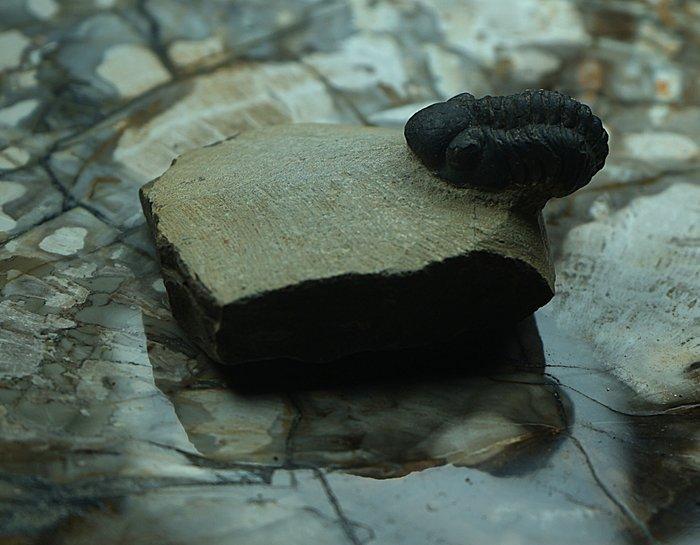 Trilobiet - Gefossiliseerd dier - Phacops - 5 cm (Zonder, Verzamelen, Mineralen en Fossielen