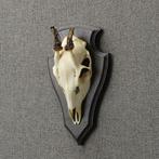 Reebok Schedel Taxidermie Opgezette Dieren By Max, Verzamelen, Ophalen of Verzenden, Nieuw, Wild dier, Opgezet dier