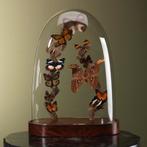 Vlinders in Stolp Taxidermie Opgezette Dieren By Max, Verzamelen, Dierenverzamelingen, Ophalen of Verzenden, Nieuw, Insect, Opgezet dier