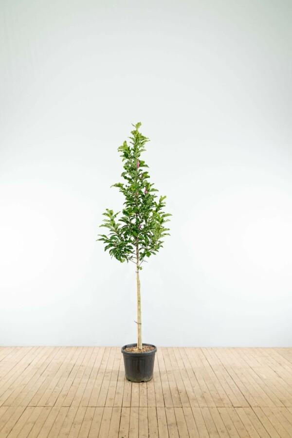 Magnolia Susan hoogstam 10/12, Tuin en Terras, Planten | Tuinplanten