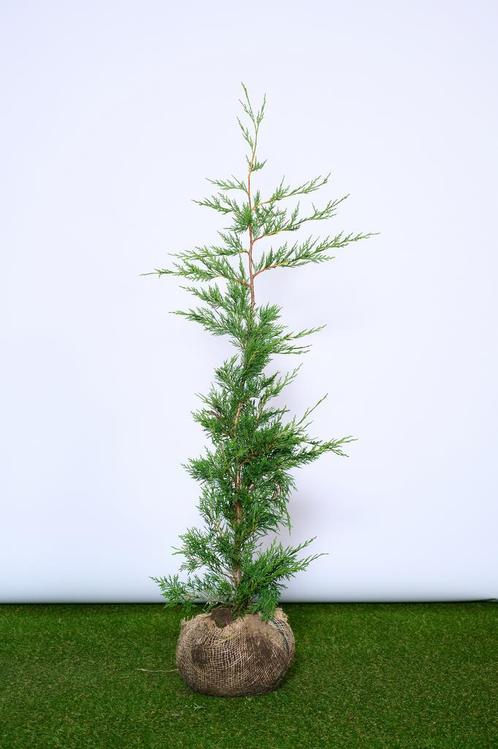 Leylandii - Cupressocyparis Leylandii - Haagplanten, Tuin en Terras, Planten | Struiken en Hagen, Conifeer, Haag, Ophalen of Verzenden