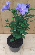 Hibiscus struik Blauw 40 cm - Warentuin Natuurlijk, Tuin en Terras, Planten | Tuinplanten, Verzenden