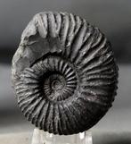 Zeldzame ammoniet van ongewone locatie - Gefossiliseerd dier