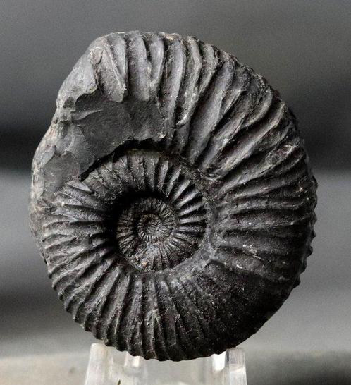 Zeldzame ammoniet van ongewone locatie - Gefossiliseerd dier, Verzamelen, Mineralen en Fossielen