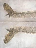 Gefossiliseerd dier - Vallecillichthys multivertebratum -