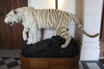 Witte Tijger Taxidermie volledige montage - Panthera tigris, Verzamelen, Dierenverzamelingen, Nieuw