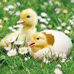 Ambiente Servetten Newborn Chicks 20 stuks, Diversen, Pasen, Nieuw, Ophalen of Verzenden