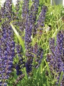 Salvia nemorosa Caradonna (Violetblauw, vaste planten) beschikbaar voor biedingen