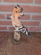 Europese Hoopoe - Taxidermie volledige montage - Upupa epops, Nieuw