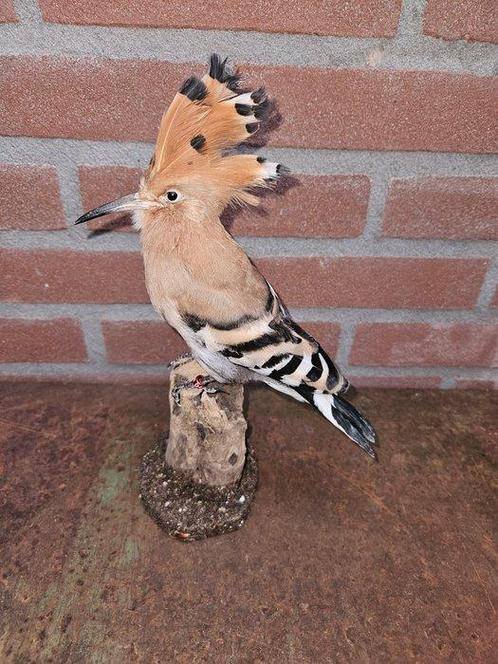 Europese Hoopoe - Taxidermie volledige montage - Upupa epops, Verzamelen, Dierenverzamelingen