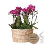 Kolibri Orchids | paarse plantenset in Reed Basket incl. wat, Huis en Inrichting, Verzenden, Nieuw