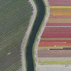 Bernhard Lang - AV_Tulip_Fields_027