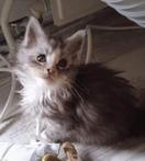 Te koop twee mooie torty poesjes maincoon zonder en met stam