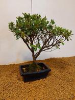 Azalea bonsai (Rhododendron) - Hoogte (boom): 26 cm - Diepte