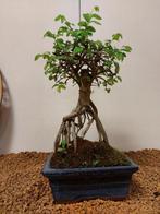Japanese iep bonsai (Zelkova) - Hoogte (boom): 24 cm -