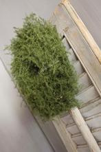 Groene wilde Asparagus krans 28 cm, Huis en Inrichting, Ophalen of Verzenden, Nieuw