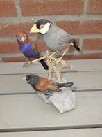 Java Sparrow, Bronze Mannikin, Purple Grenadier - Taxidermie, Verzamelen, Dierenverzamelingen, Nieuw
