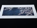 “Sakura 5” Cherry blossom 5, XL Limited 40/300 - NO RESERVE