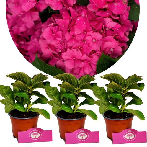 Hydrangea macrophylla Charm + Pot 9cm 3 stuks, Tuin en Terras, Planten | Fruitbomen, Halfschaduw, Verzenden